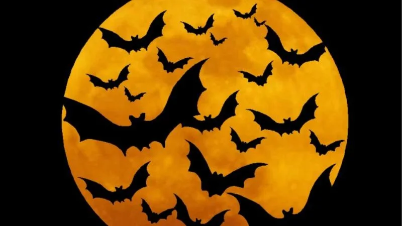 Hike: Halloween 🎃 9.8 km Flying Fox Loop + Picnic