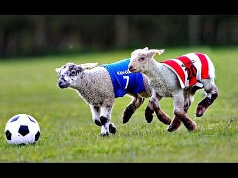Football match at Parc du Cinquantenaire