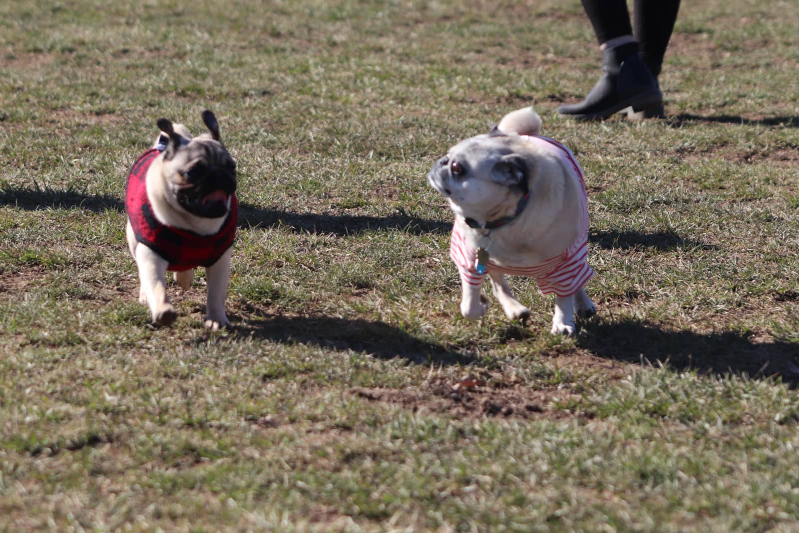 Philadelphia Pug Meetup