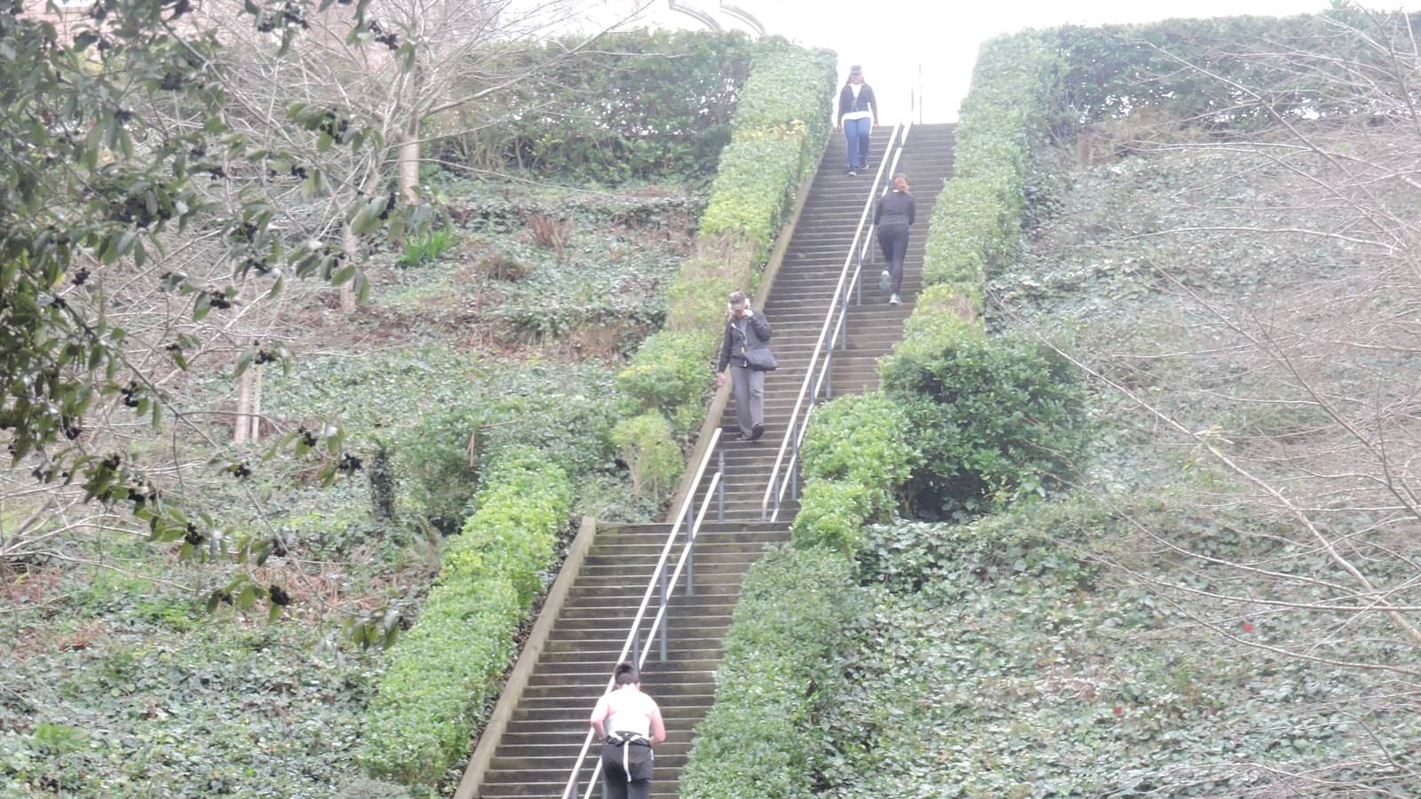 Lyon & Baker Beach Stairs Hike (Dogs Welcome)