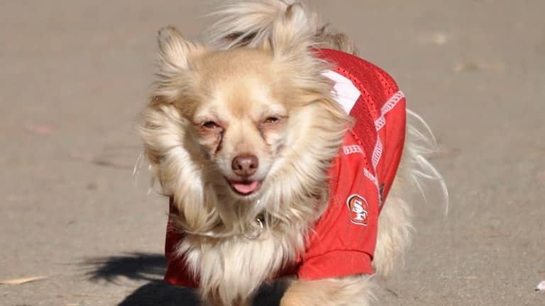 SF Chihuahua Meetup