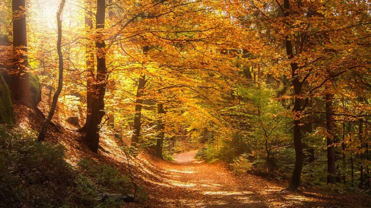 LA SELVA DE IRATI🍁🍂 Puente Los Santos (31 Octubre a 2 Noviembre)