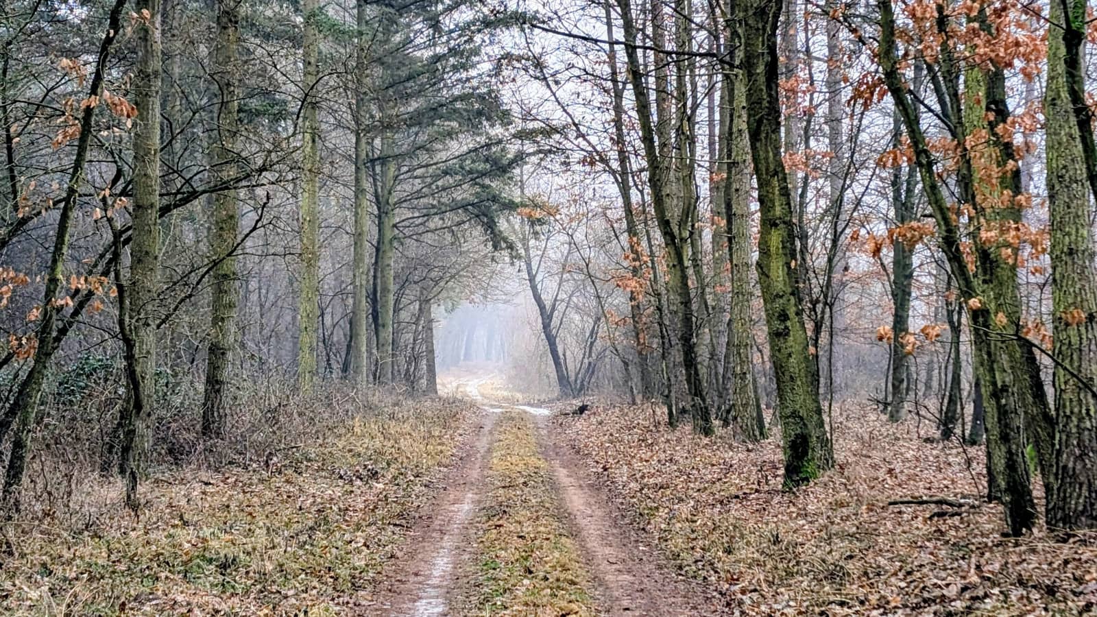 Autumn Hike: Gmünd & Blockheide