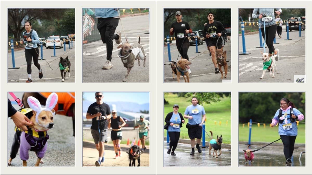 Hot Dog & Lemonade 5K - Cal State La