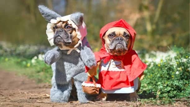 Singles Pet Costume Competition! (San Francisco)