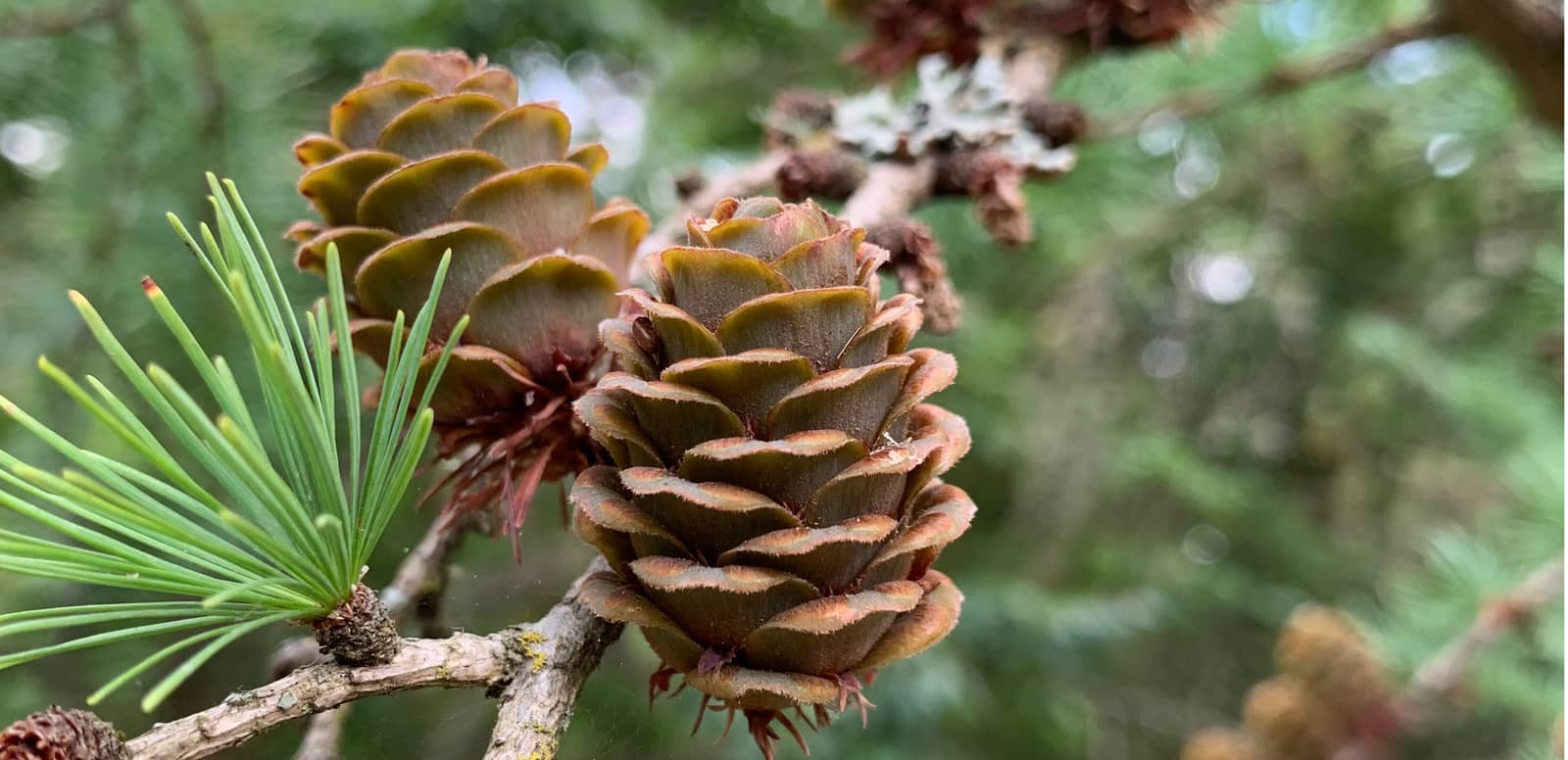 Saturday Arboretum Walk