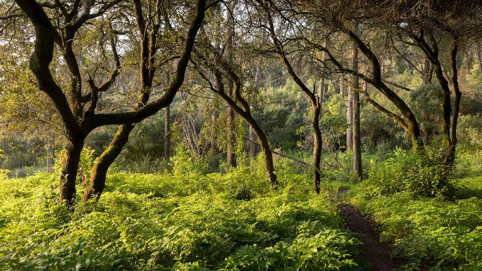 The Healing Woods of Monsanto: A Journey of Nature’s Renewal