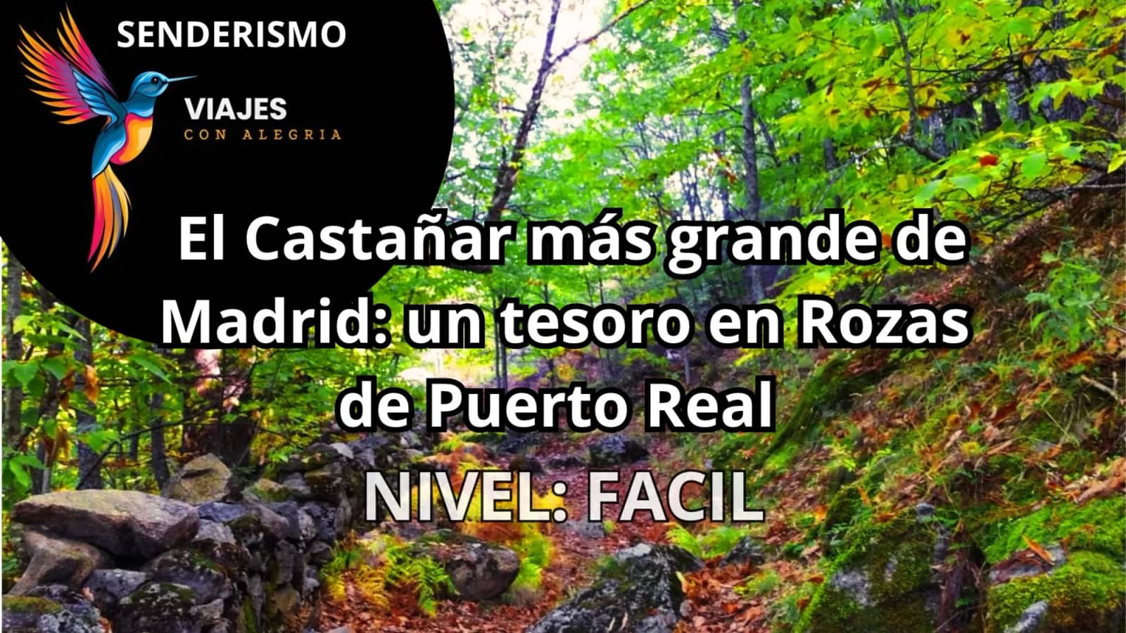 🍂 El Castañar más grande de Madrid: un tesoro en Rozas de Puerto Real