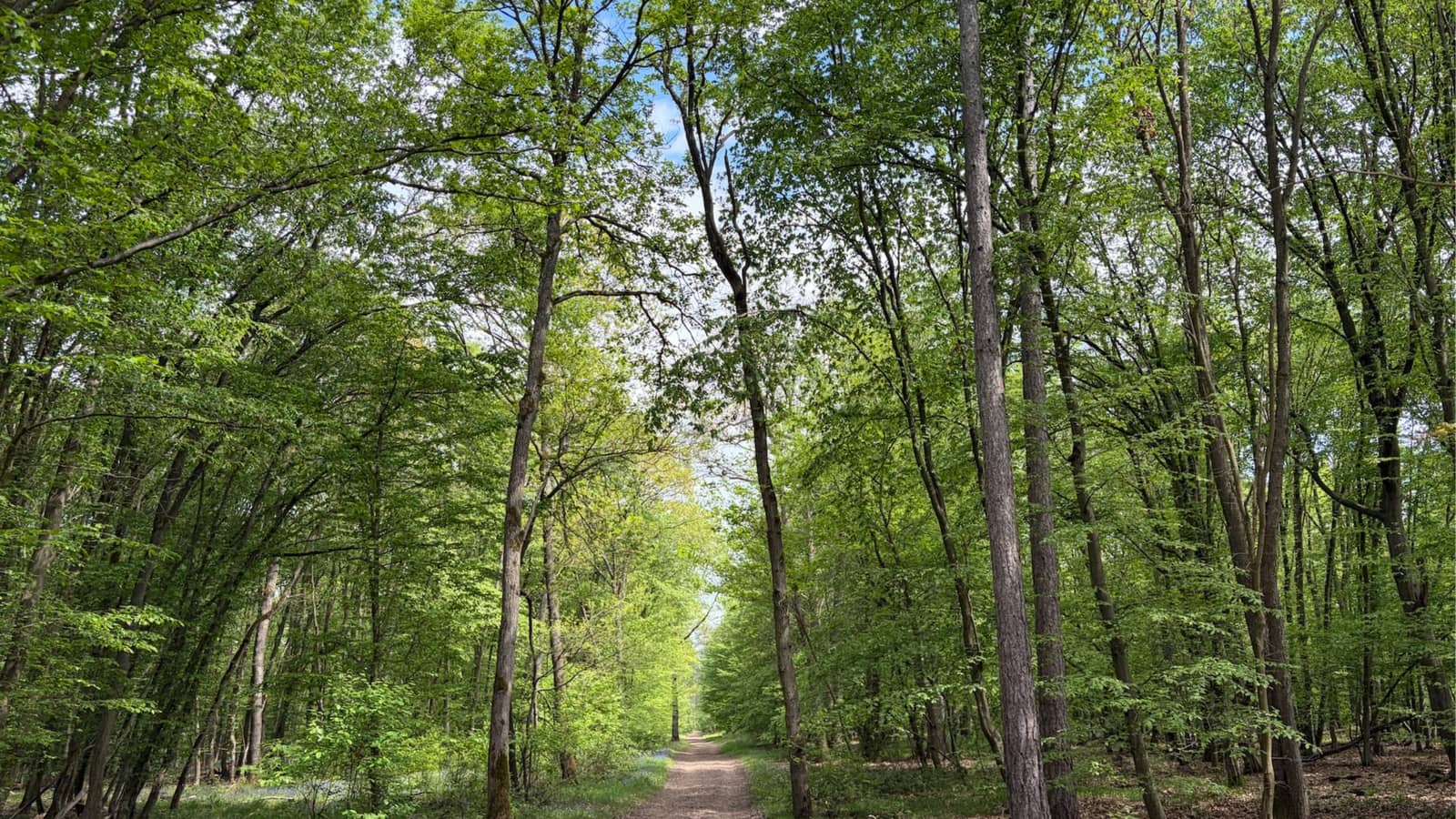 Balade en forêt de Ferrières 🥾🌳