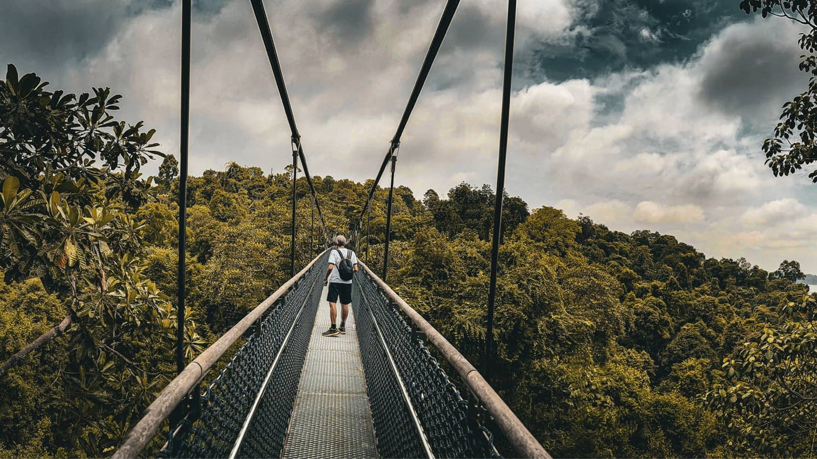 Treetop Hike
