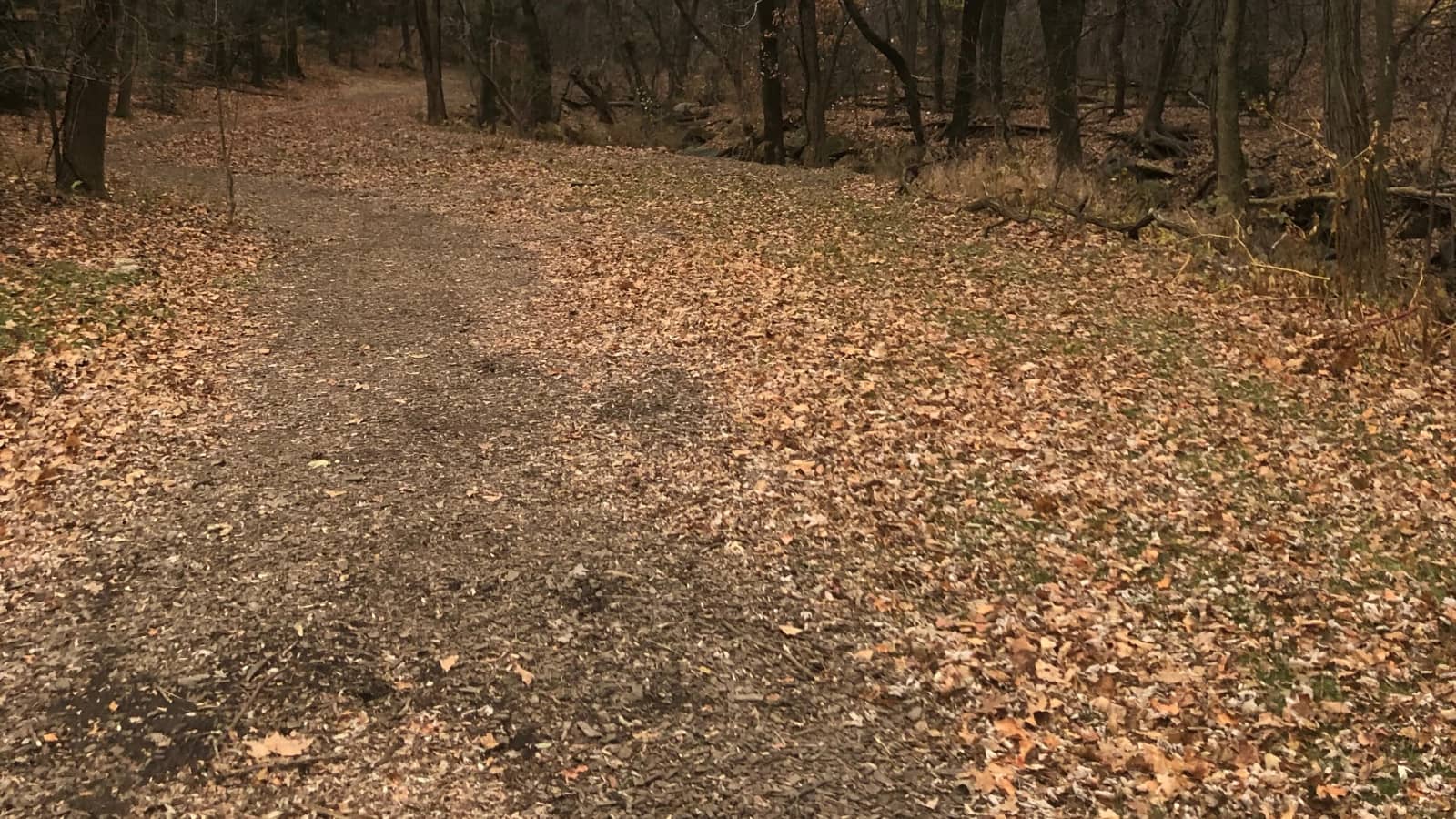 Fall Colors Plant Walk