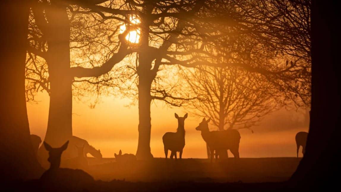 FREE Afternoon Walk – Bushy Park & Thames Riverside Circular from Kingston