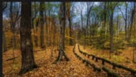 đMARCHE DE 6 KM â COULEURS DâAUTOMNE AU PARC-NATURE DU BOIS-DE-LIESSE