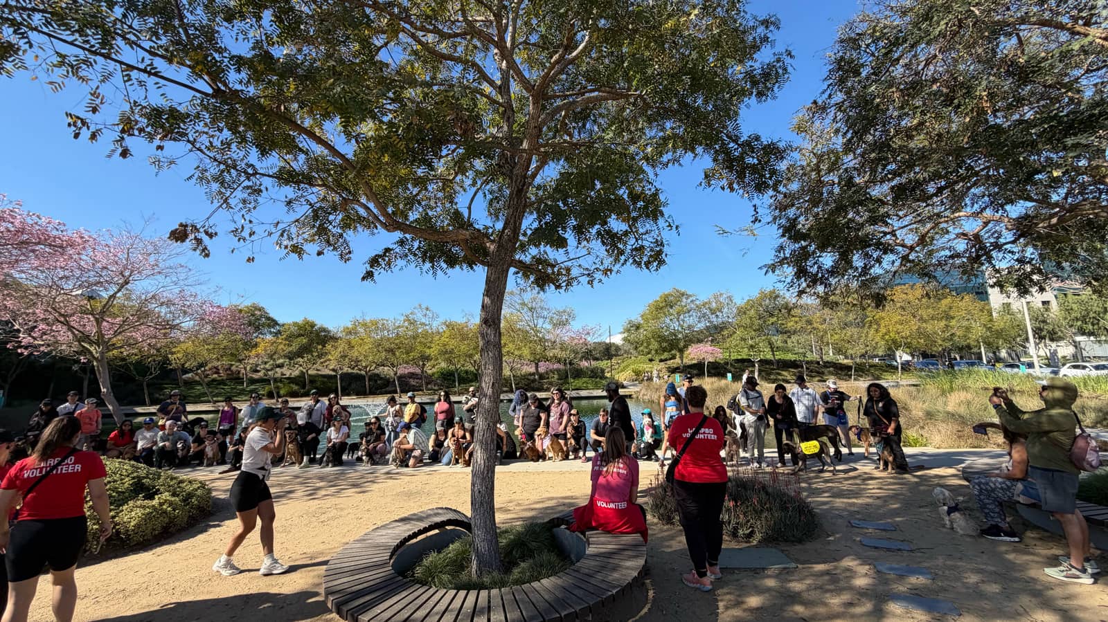 Community Collaboration Pack Walk: LARPBO × The Bully Breed Bunch