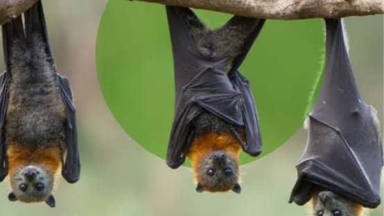 Let's go Batty, dinner prior
