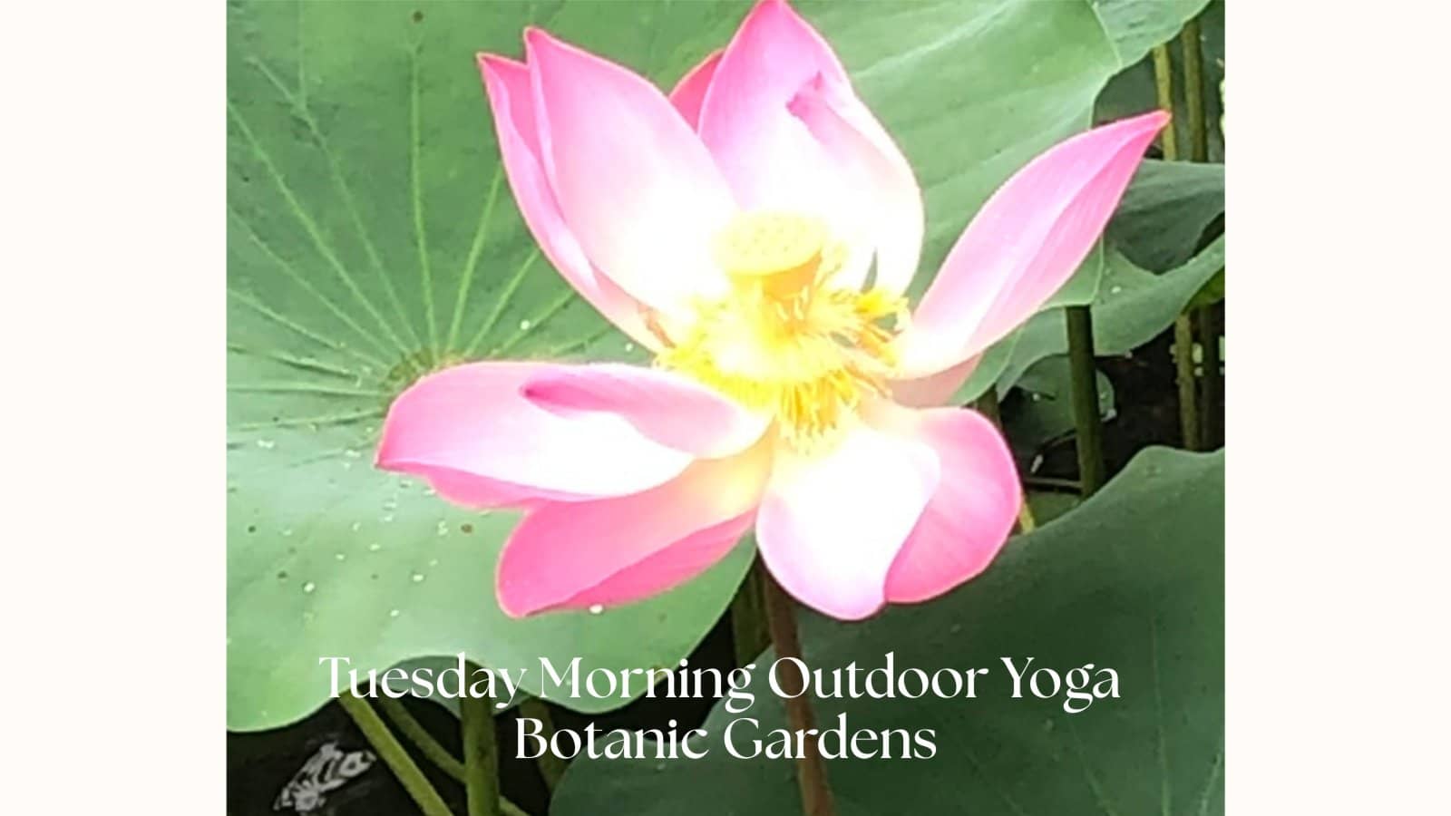 Tuesday Morning Outdoor Yoga (Beginners)@Botanic Gardens