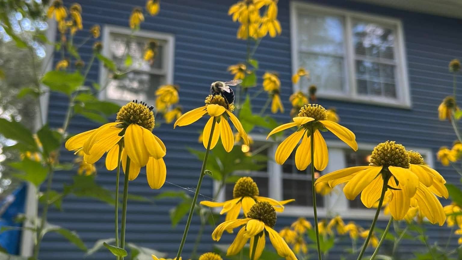 Rosedale Urban Plant Walk