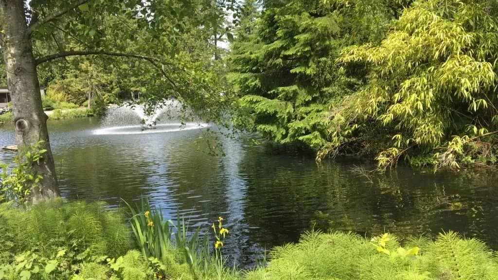 Walk in Burnaby - Squint Lake Park - Burnaby Mountain