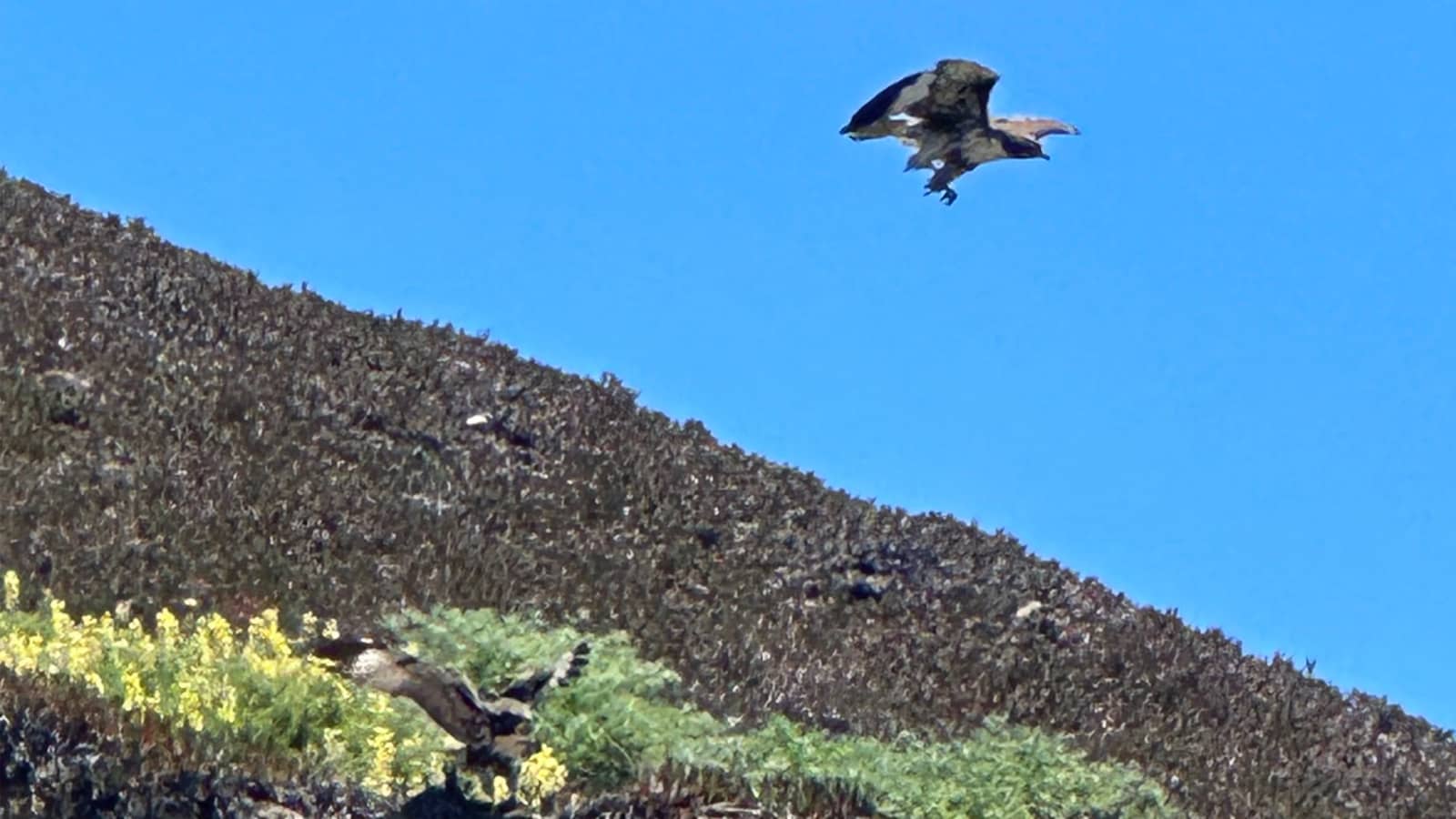 Be part of the habitat solution at Balboa Natural Area!