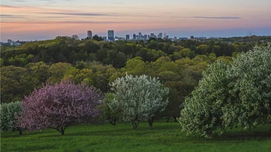 Paths & Connections: A Walk At The Arnold Arboretum