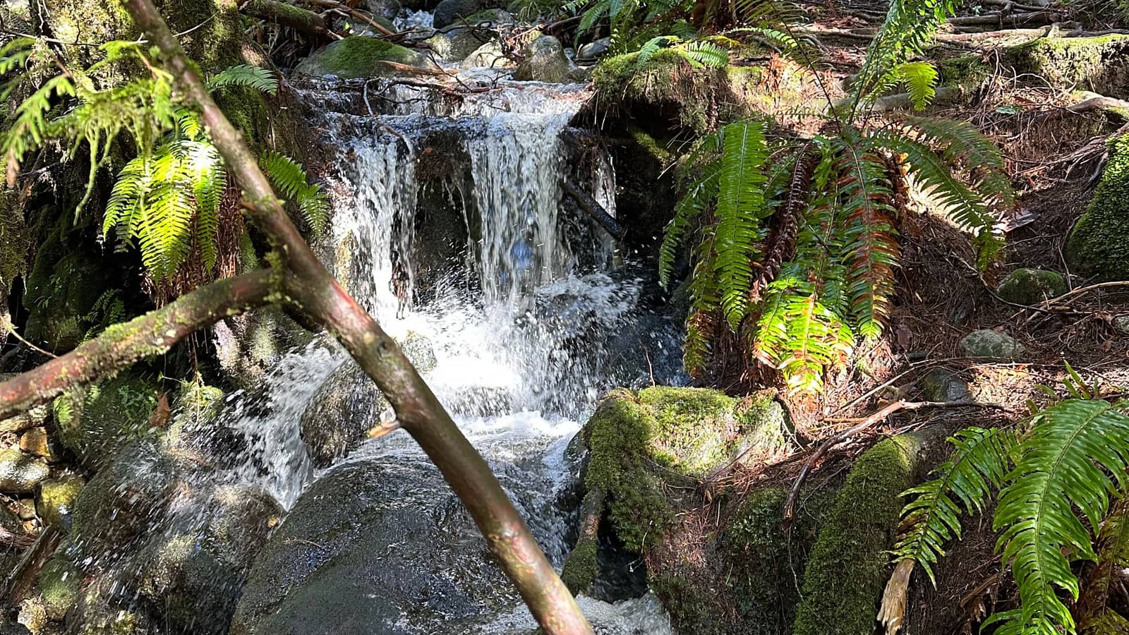 Casual Hike, Lynn Creek Loop