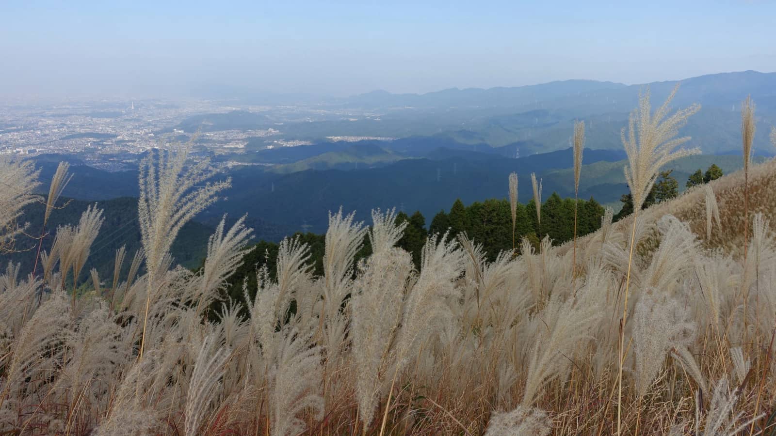 Hiking to see silver grass and views of Mt.Iwawaki 岩湧山の一面のススキと大パノラマを満喫するハイキング!