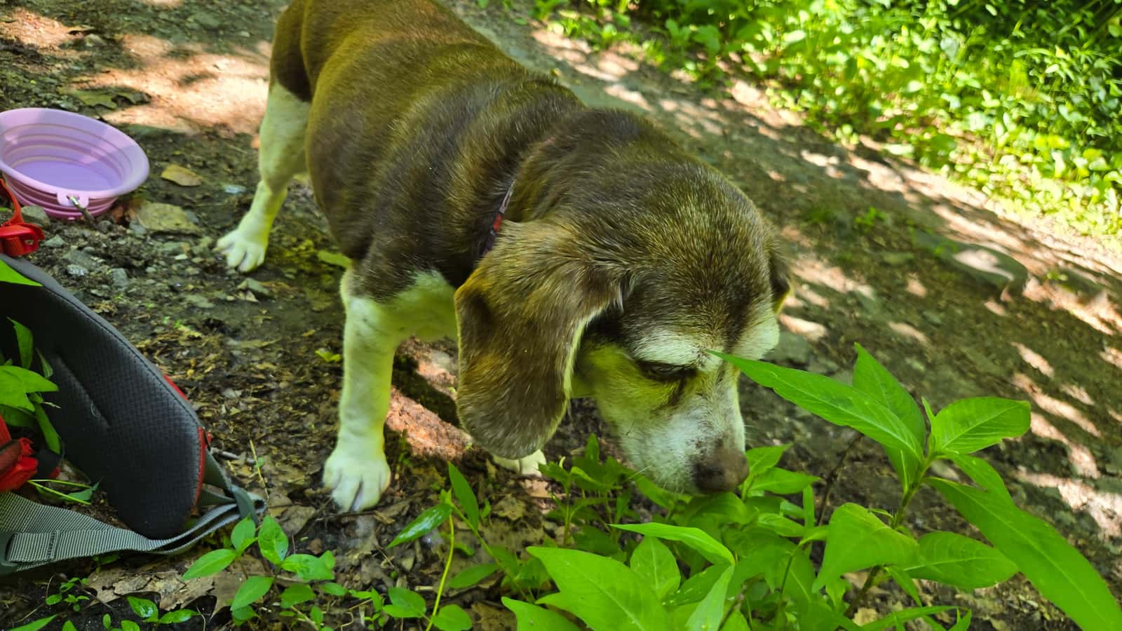 Dog-friendly Wissahickon walk/run/hike