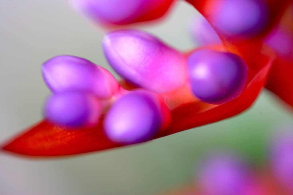 Master The ART OF MACRO - 4 hr Workshop - Booking with Link Below