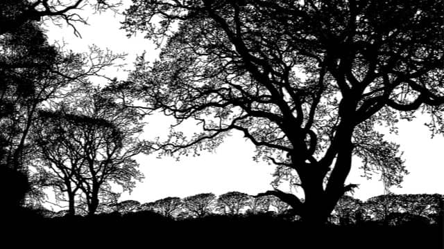 Bushcare at Bressington Park