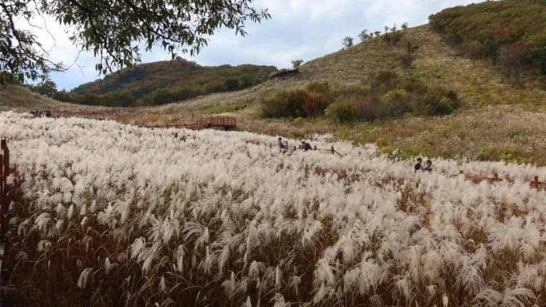♣ Cheorwon Myeongseongsan with beautiful silver grass