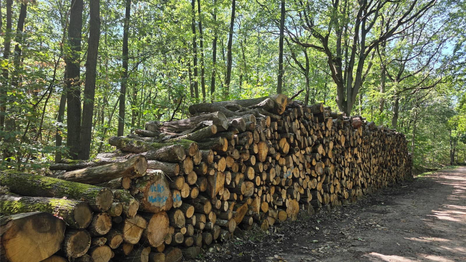 Randonnée Nature forêt de Rambouillet : La Rivière du Roi Soleil 15/16 km
