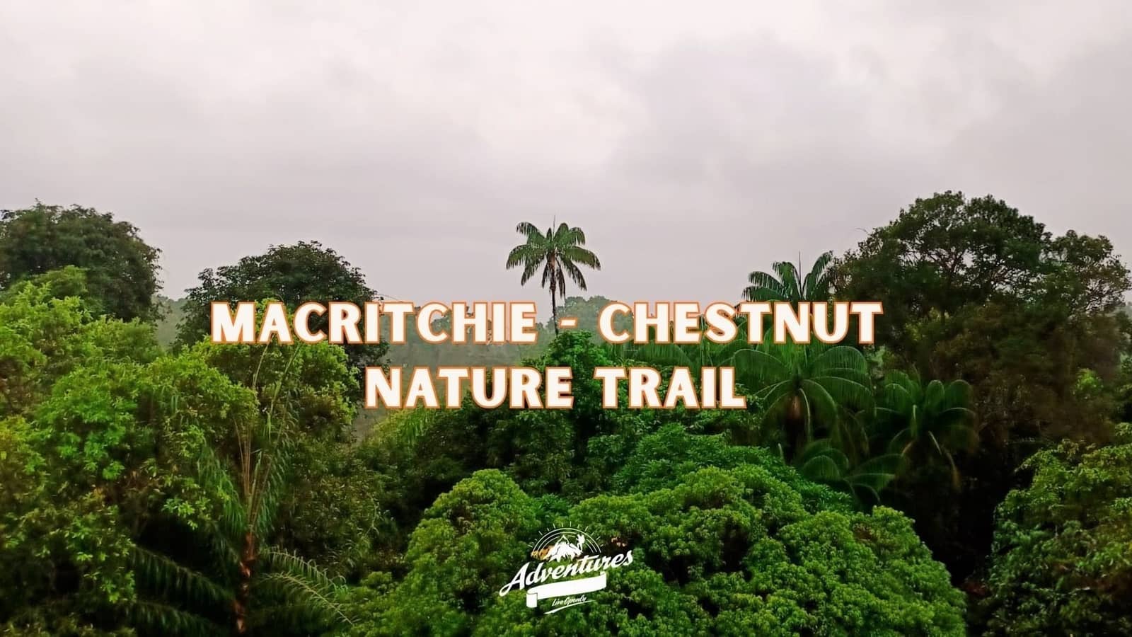 Village Mid-week Walk: Macritchie to Chestnut Nature Trail