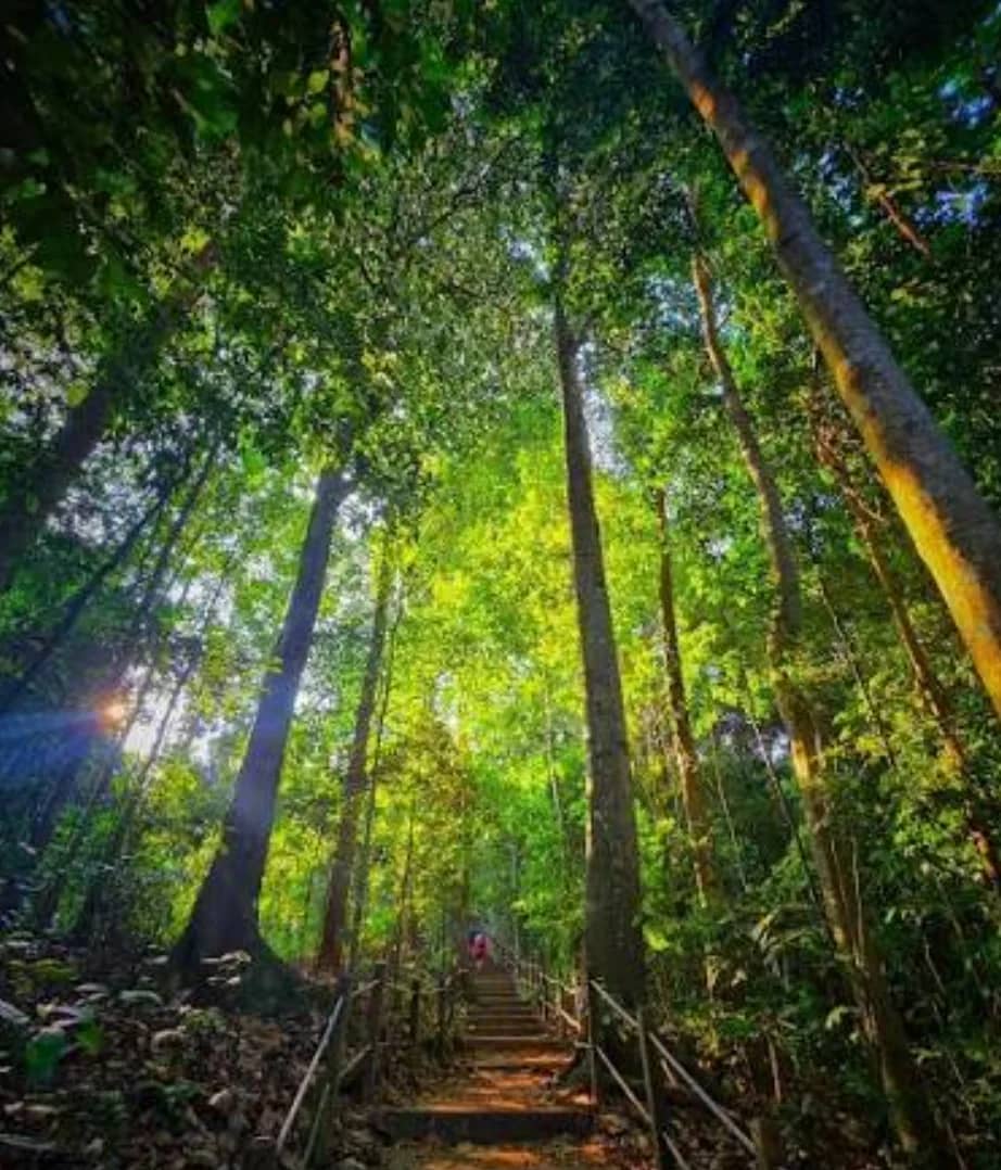 Beyond the Summit: Bukit Timah Adventure