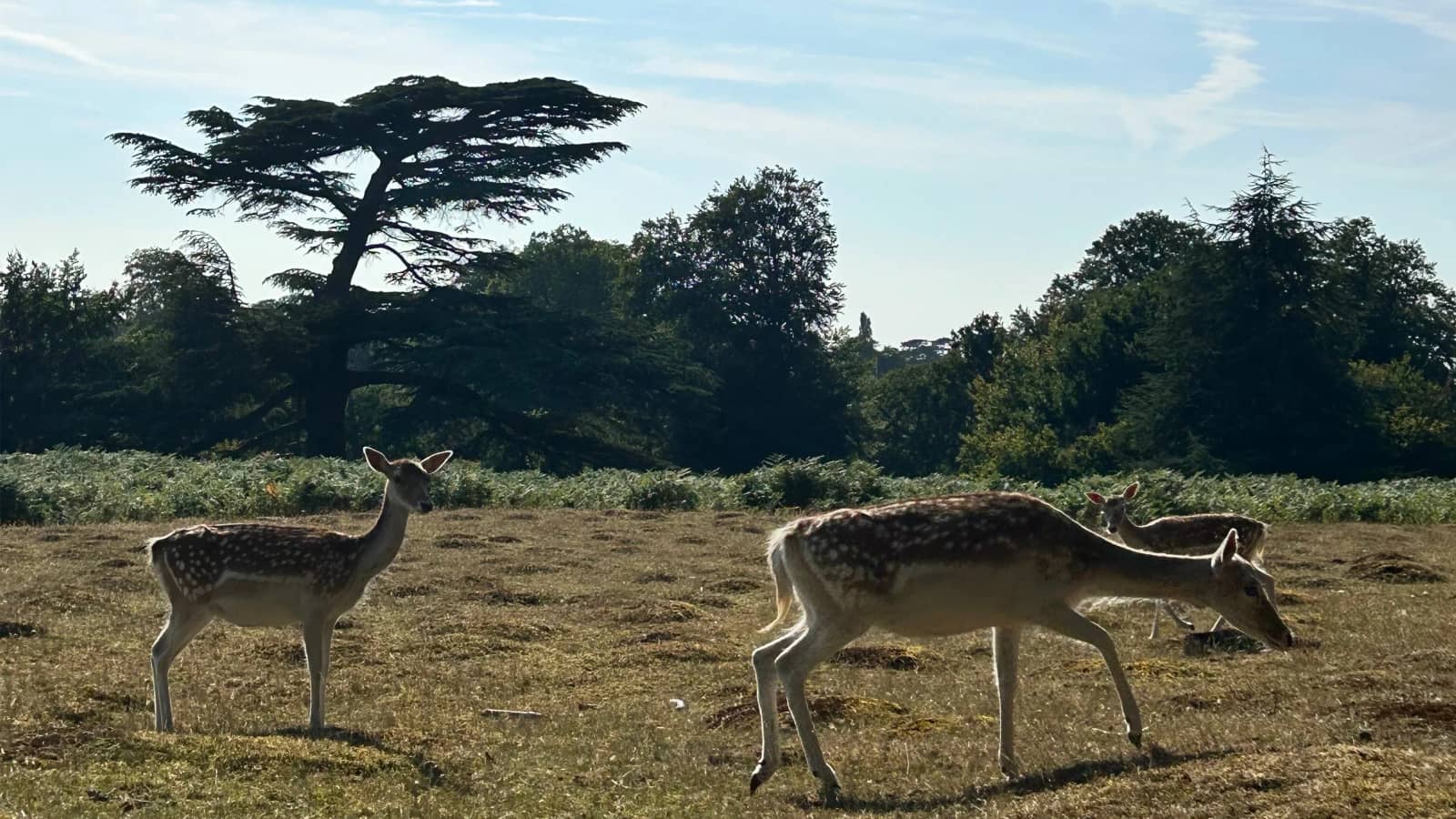 Sevenoaks 21km Knole park circular: a hike through woods and meadows of deer