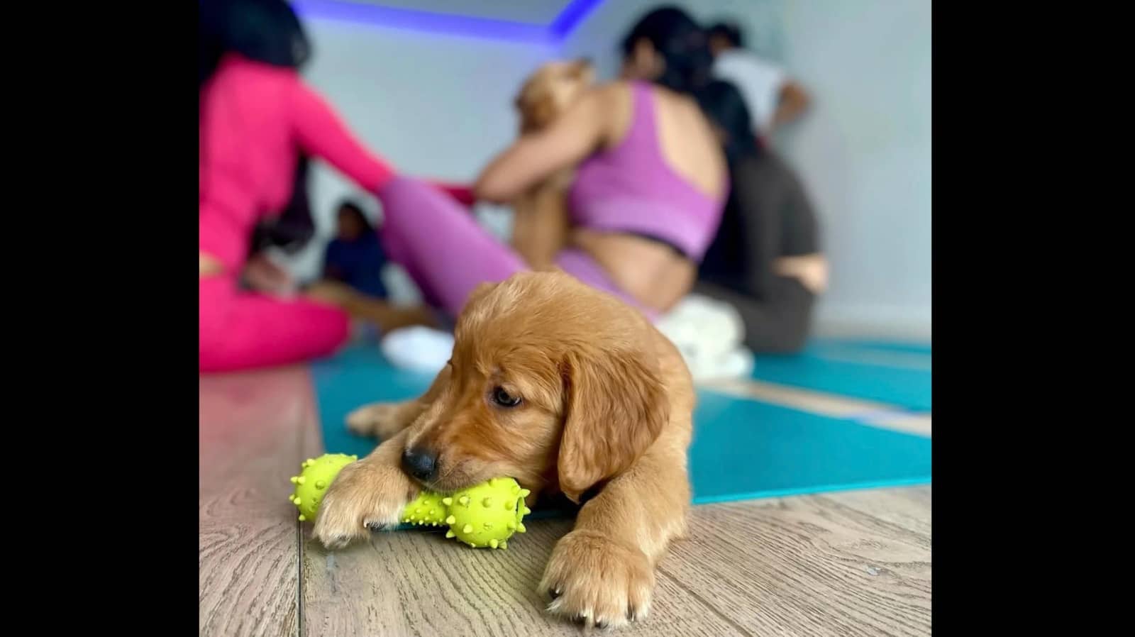NEW: Pathways and Puppy Yoga