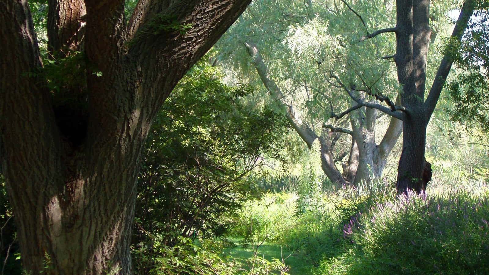 Nature Walk, Arnold Arboretum