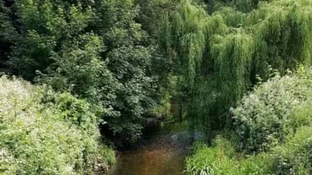 NEW GREEN £5 WALK: DONKEY and BRAZIL MILL WOODS