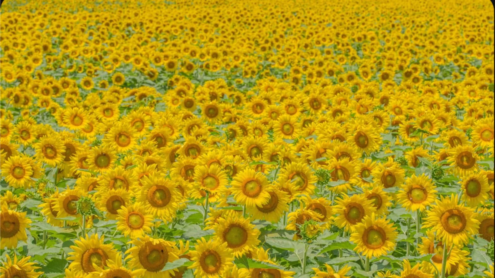 Sunflower Mystery Hike (Rating: C)