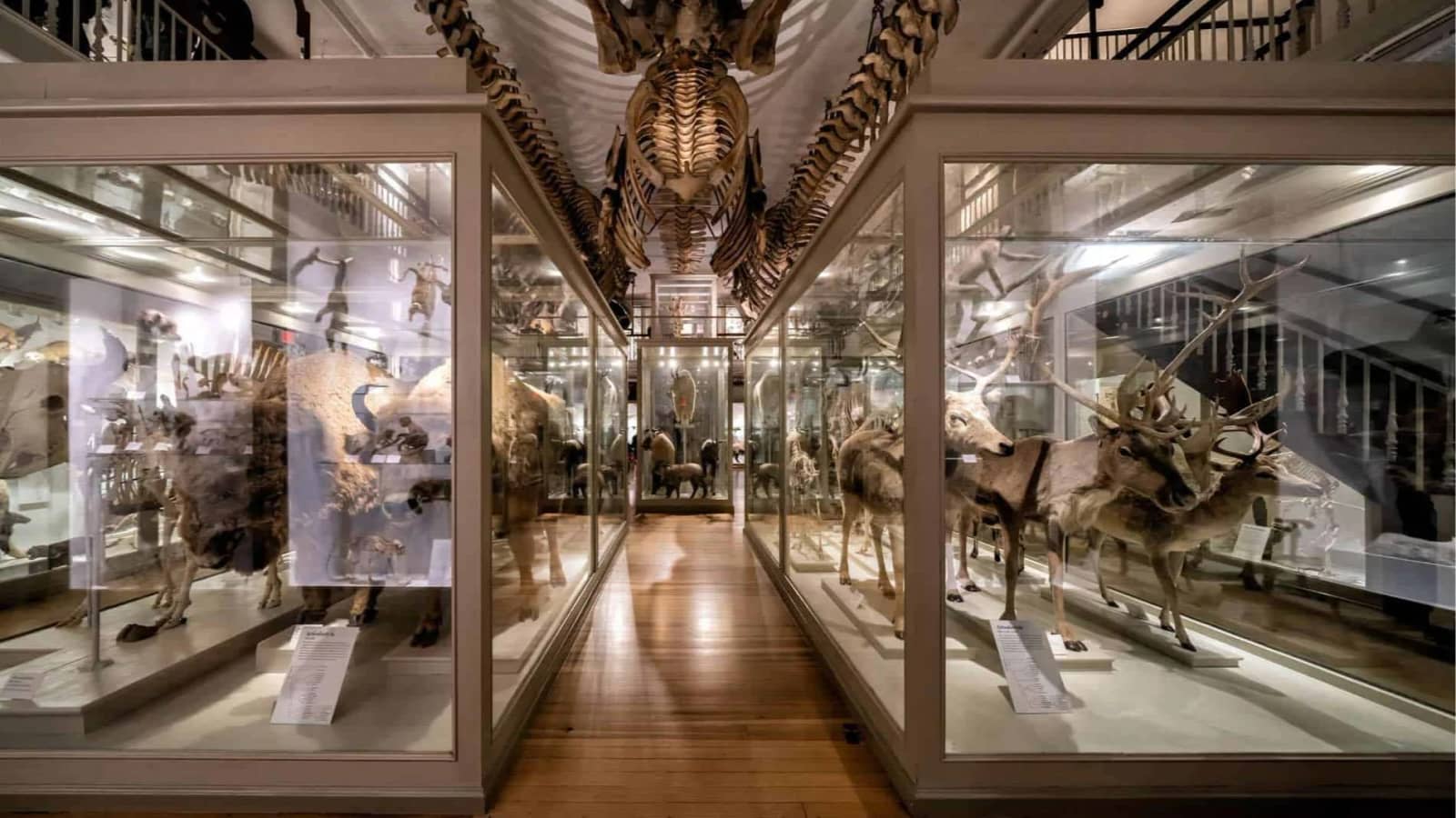 Explore Spooky Science at the Harvard Museum of Natural History