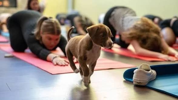 Puppy Yoga - Belltown 🐶🐾