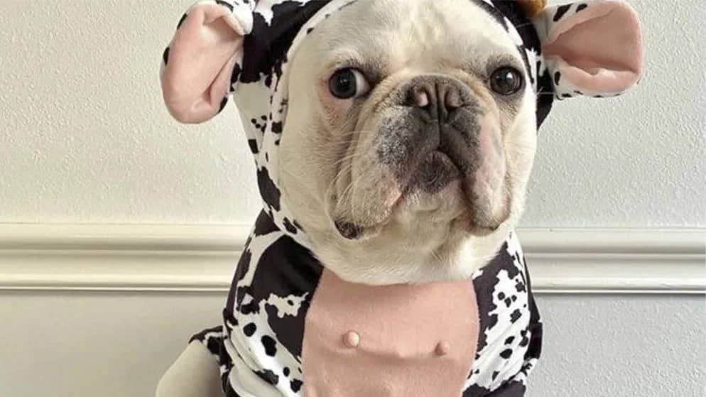 LGBTQ+ Singles Pet Competition (Halloween)