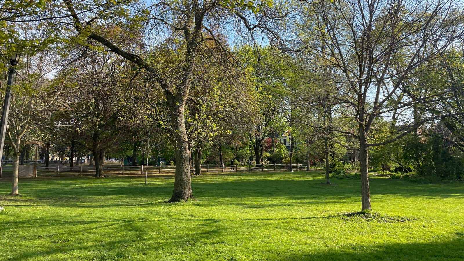 Energy Yoga Flow in Trinity Bellwoods Park