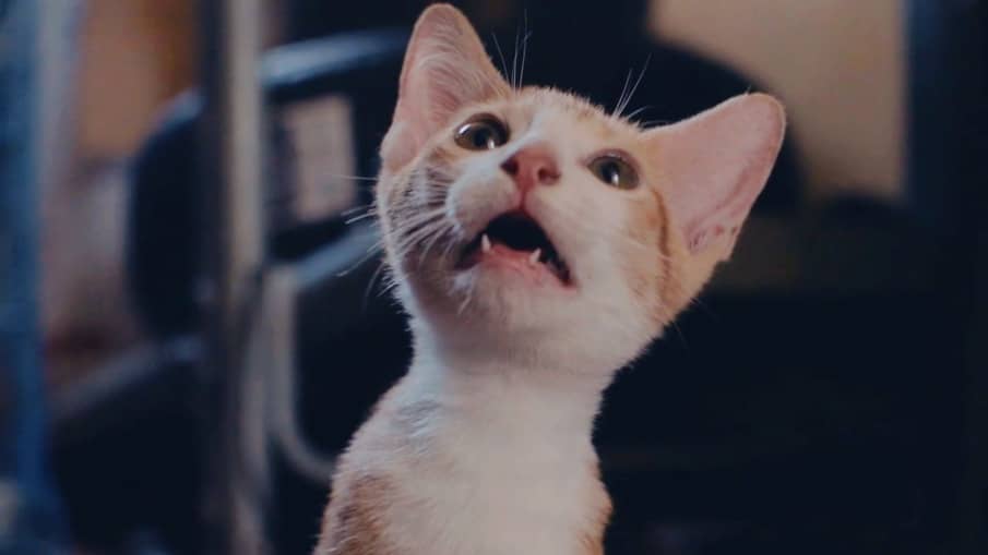 Let’s Watch Cat Video Fest 😺 Davis Theater