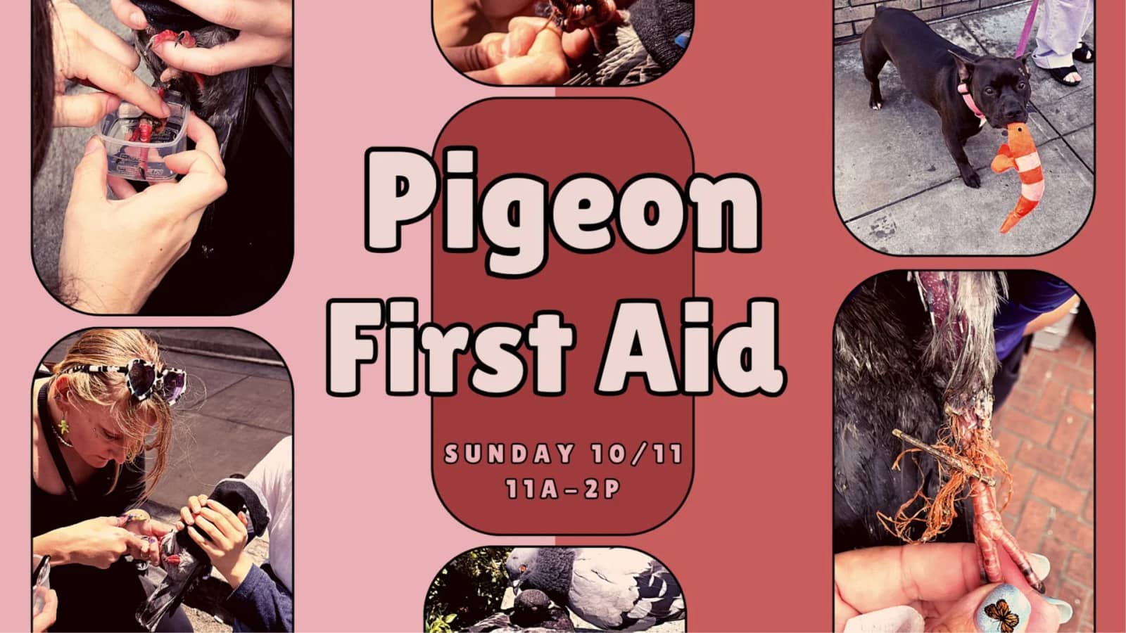 Pigeon First Aid