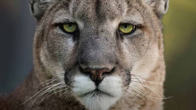 Documentary: "Deep in the Heart: A Texas Wildlife Story"
