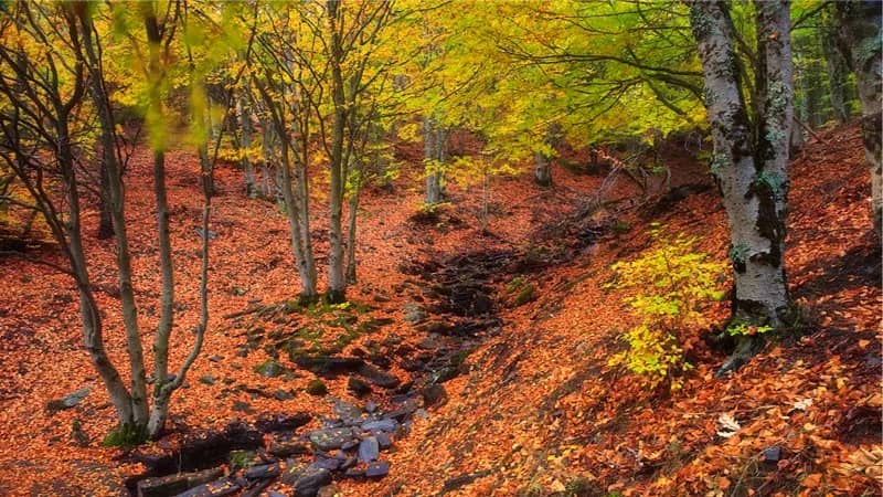 🍂HAYEDO DE LA PEDROSA🍂👣 (Sábado 24 Octubre)