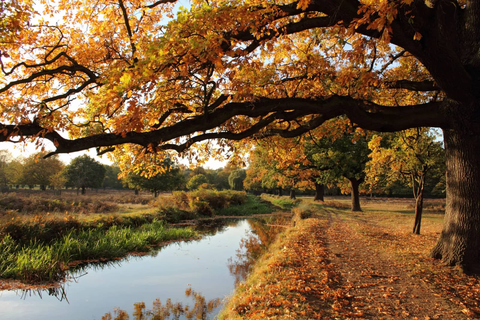 Surbiton to Teddington via Home Park & Bushy Park