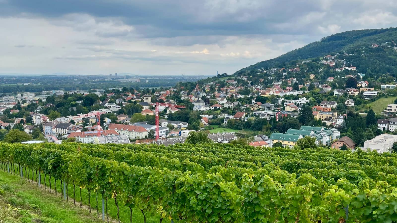 Hike & Draw: Autumn Vineyards
