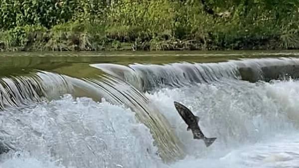 Humber River Walk to See Salmon Run