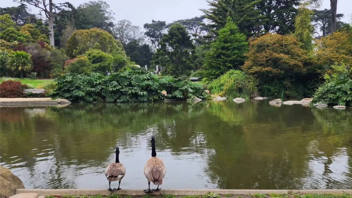 San Francisco Botanical Garden